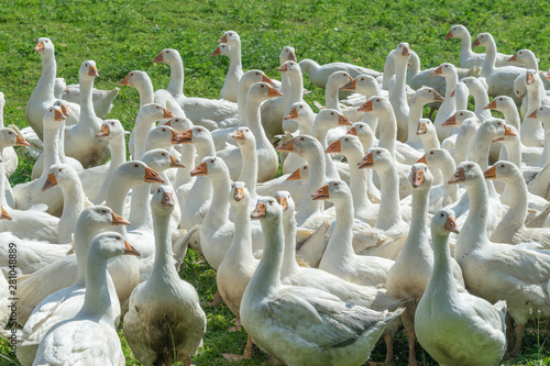 Huge herd of white geese on...