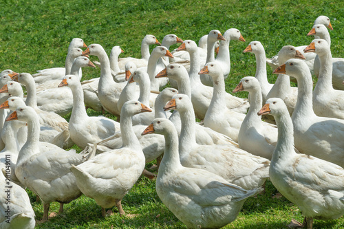 Huge herd of white geese on...