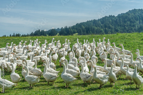 Huge herd of white geese on...