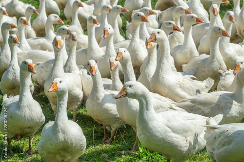 Huge herd of white geese on...