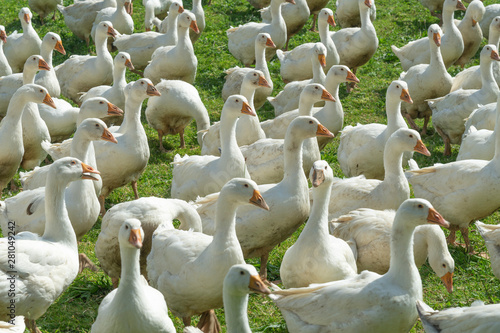 Huge herd of white geese on...