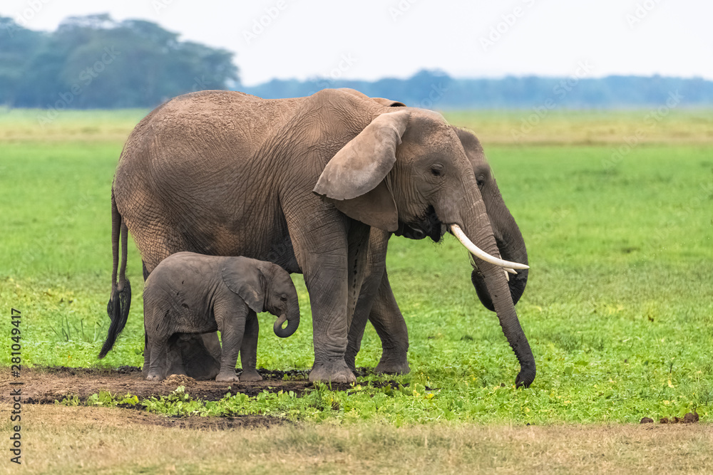 Two elephants in the savannah in the Serengeti park, the mother and a baby in the swamps