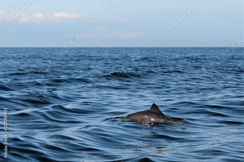 Obraz na płótnie porpoise whale jumping out of water