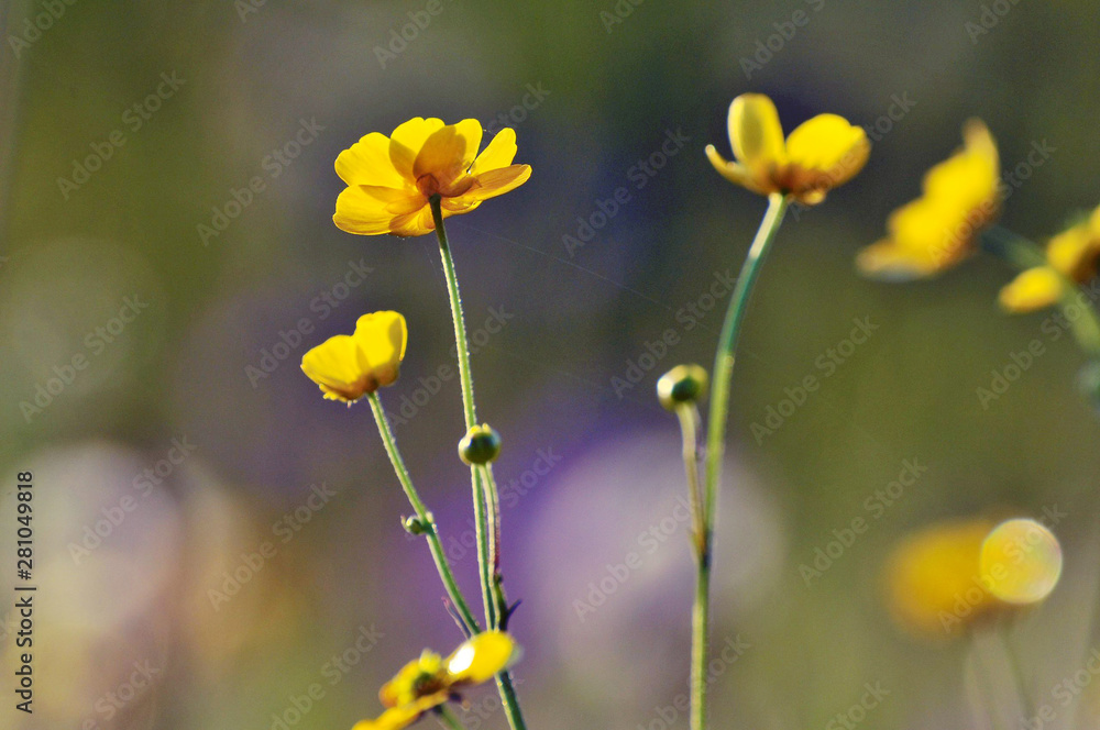 flower, nature, yellow, spring, flowers