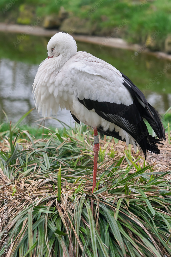 Stork sleeping in its nest Stock Photo | Adobe Stock