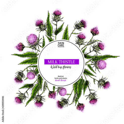 Hand drawn wild hay flowers. Milk marian thistle flower. Medical herb. Colored engraved art. Round composition. For cosmetics, medicine, treating, aromatherapy, nursing, package design health care.
