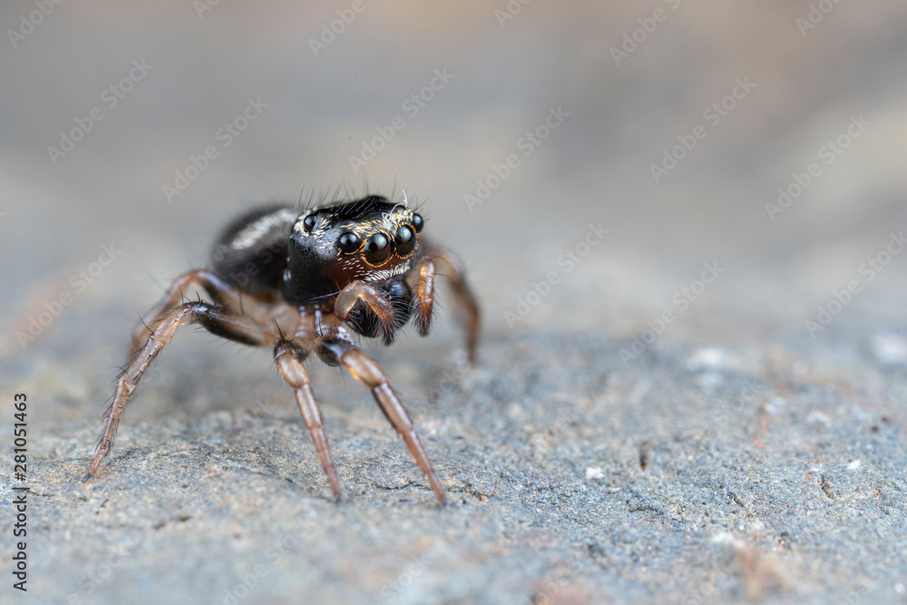 Omodeus sp. a tiny black and white striped ant-eating jumping spider