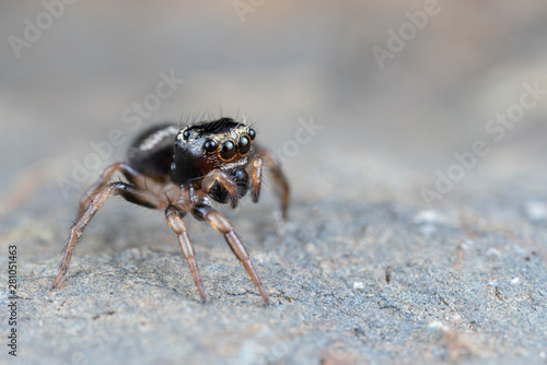 Omodeus sp. a tiny black and white striped ant-eating jumping spider