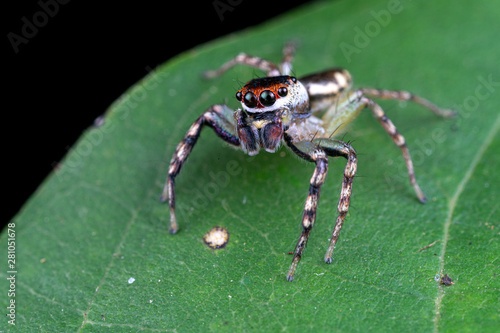Cytaea sp.  the bauble jumping spider  hunting for prey on a leaf in tropical Queensland rainforest