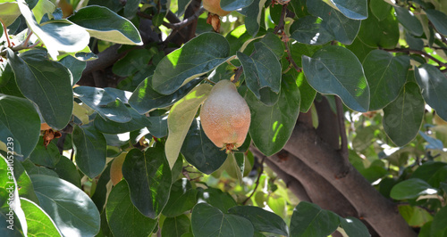 raw quince in the garden