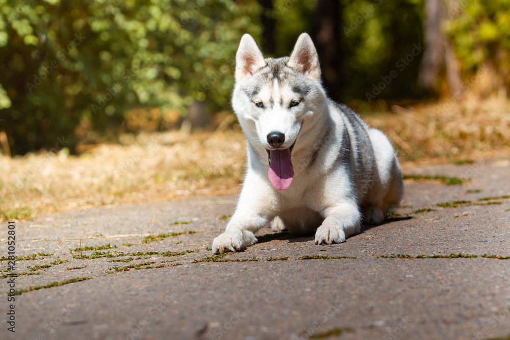 Obraz premium Dog breed Siberian Husky lying on the green grass