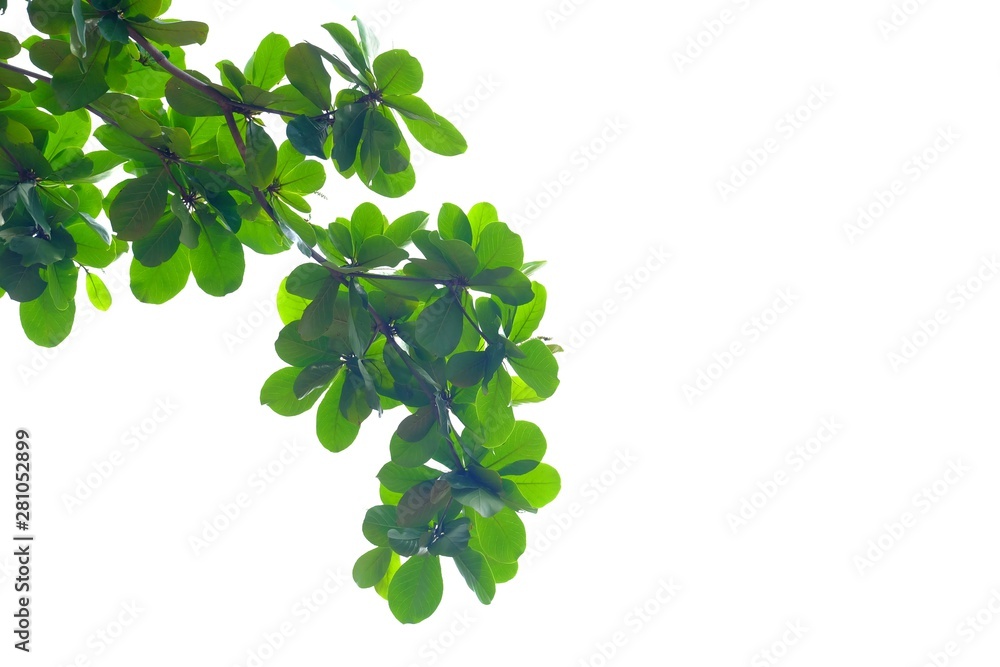 Indian almond tree with leaves branches and sun light on white isolated