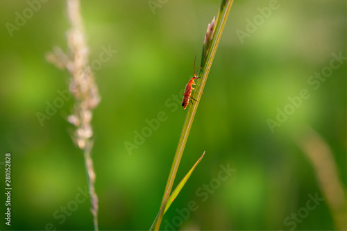 Nahaufnahme Rotköpfiger Feuerkäfer auf einem Grashalm mit grünem Hintergrund © Matthias