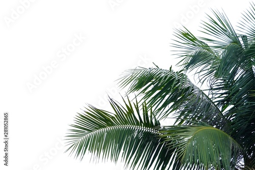Coconut leaves with branches on white isolated background for green foliage backdrop 