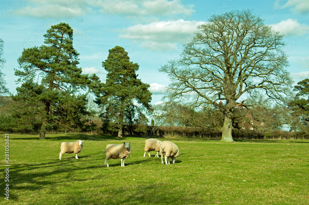 Sheep grazing in a lush summertime meadow.