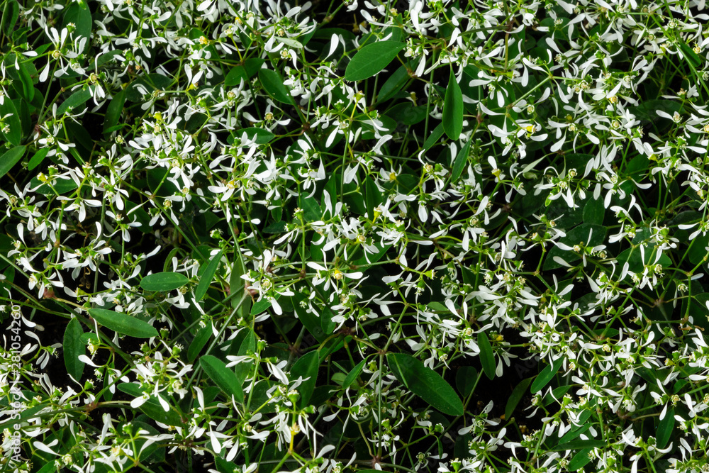 Zauberschnee Euphorbia Diamond Frost Zauberschnee Euphorbia Diamond Frost