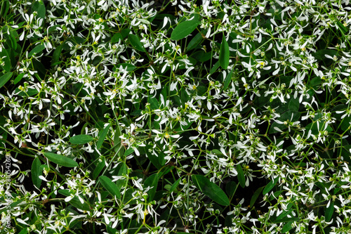 Zauberschnee Euphorbia Diamond Frost