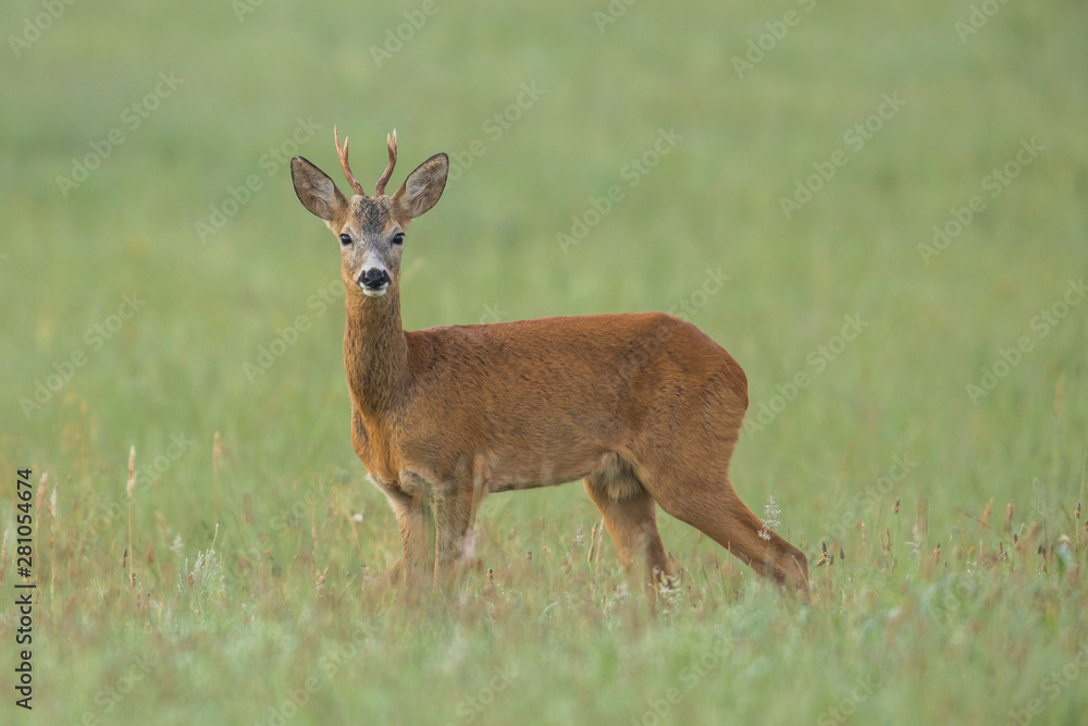 Fototapeta premium Roebuck - buck (Capreolus capreolus) Roe deer - goat