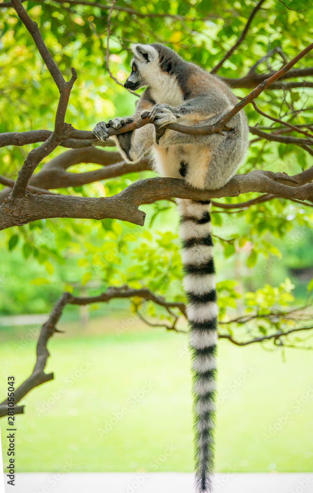 Obraz premium The clever ring-tailed lemur in a wildlife park