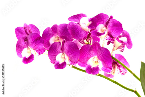 Fototapeta Naklejka Na Ścianę i Meble -   dendrobium orchids violet on white background
