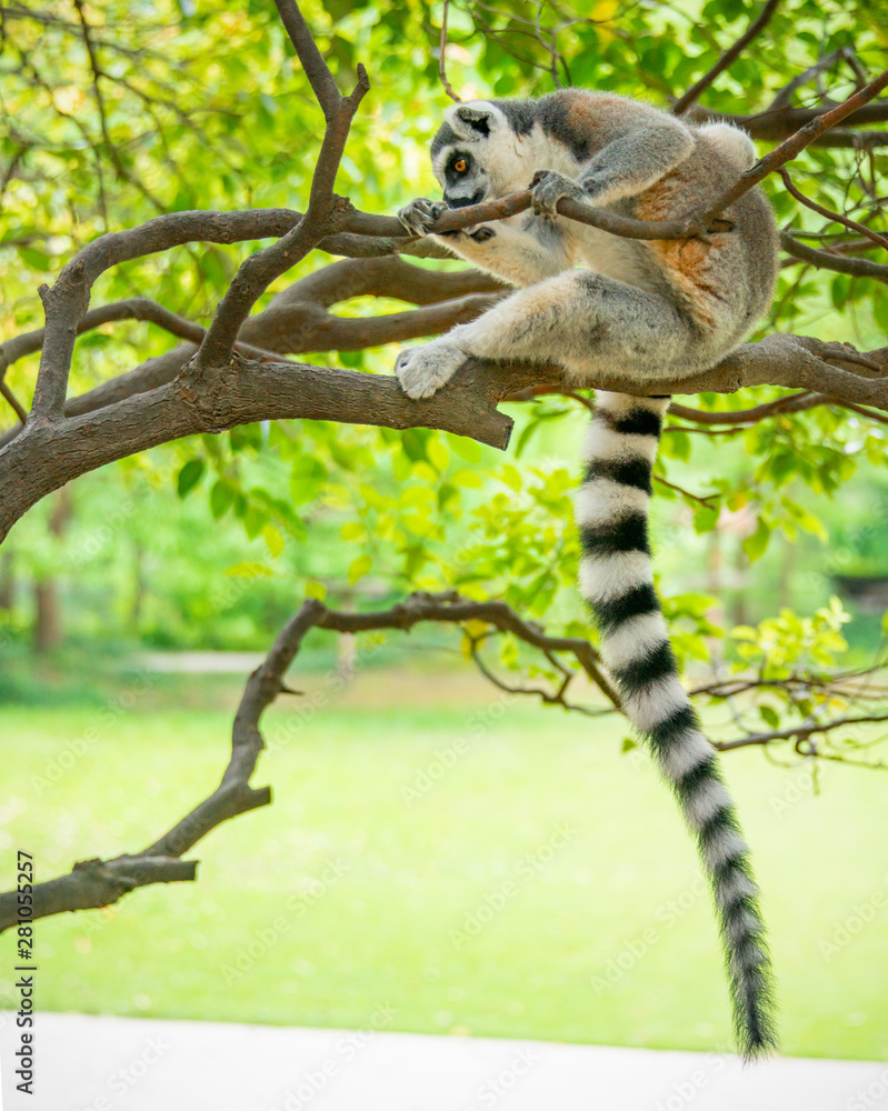 Fototapeta premium The clever ring-tailed lemur in a wildlife park