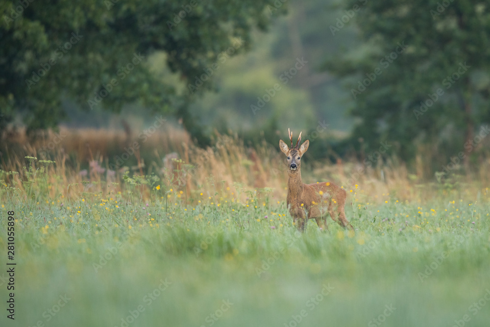 Roebuck - buck (Capreolus capreolus) Roe deer - goat Roebuck - buck (Capreolus capreolus) Roe deer - goat