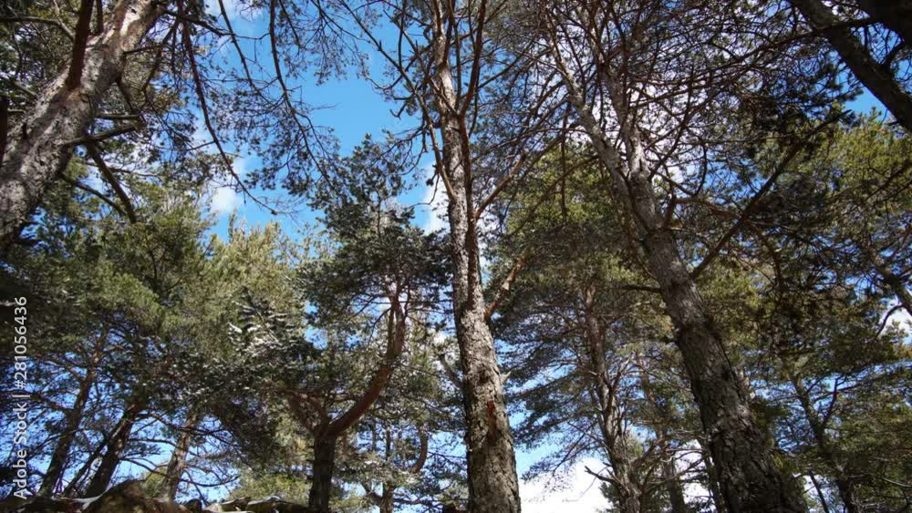 Timelapse slider trees Timelapse slider trees