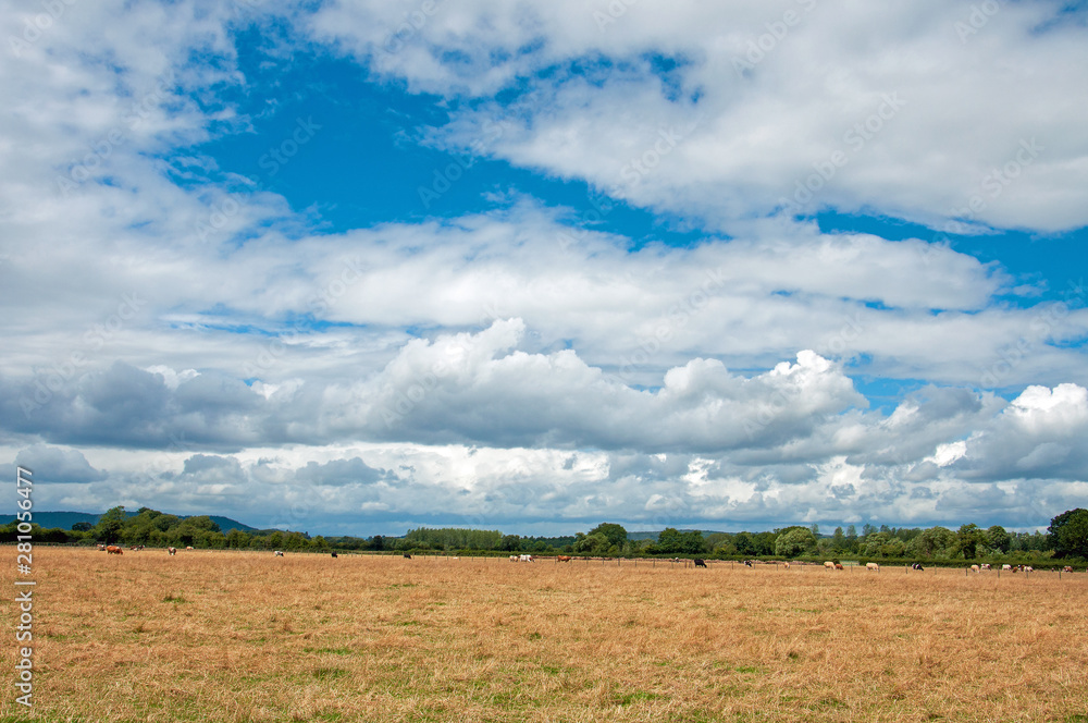 Obraz premium Wheat fields and clouds in the summertime.