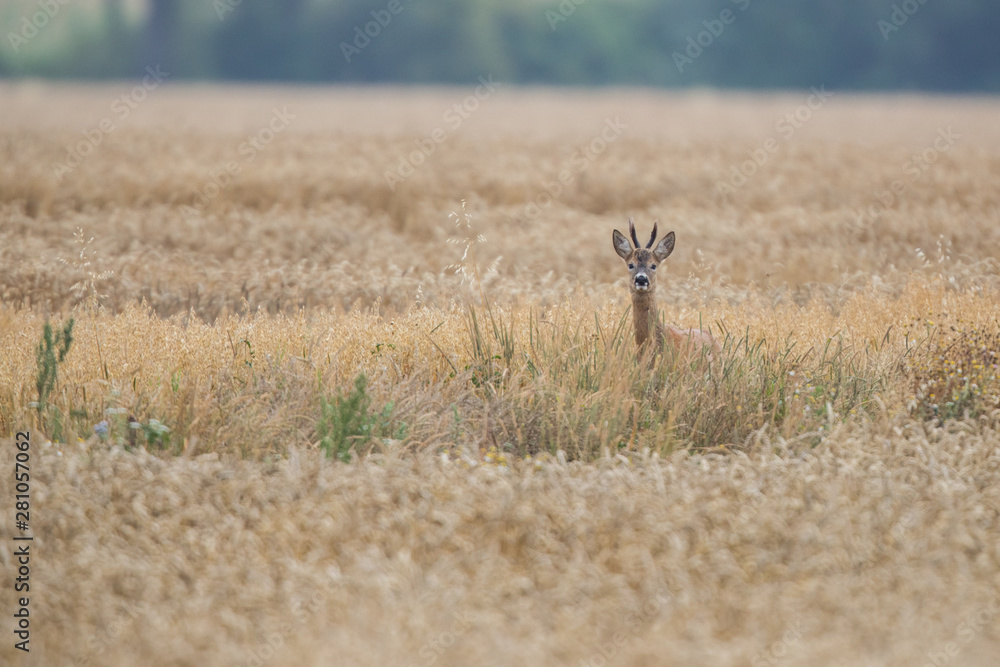 Roebuck - buck (Capreolus capreolus) Roe deer - goat Roebuck - buck (Capreolus capreolus) Roe deer - goat