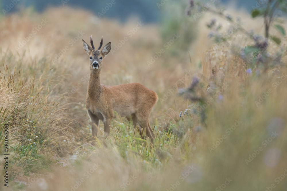 Roebuck - buck (Capreolus capreolus) Roe deer - goat Roebuck - buck (Capreolus capreolus) Roe deer - goat