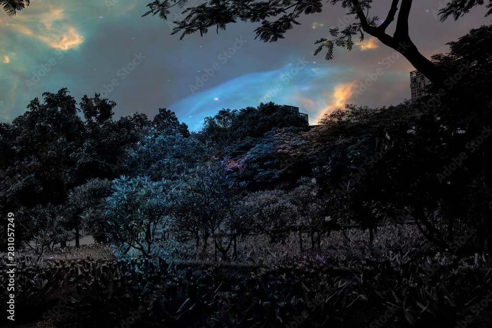 Fototapeta premium Beautiful abstract texture colorful black and white flowers and tree plant forest landscape on the darkness and aurora Polaris and the stars on the sky milky way galaxy background and wallpaper