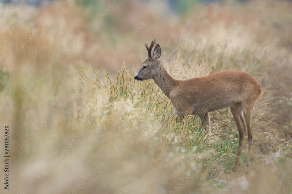 Roebuck - buck (Capreolus capreolus) Roe deer - goat Roebuck - buck (Capreolus capreolus) Roe deer - goat