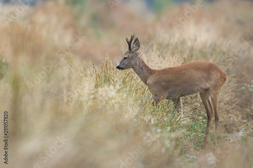 Fototapeta Naklejka Na Ścianę i Meble -  Roebuck - buck (Capreolus capreolus) Roe deer - goat