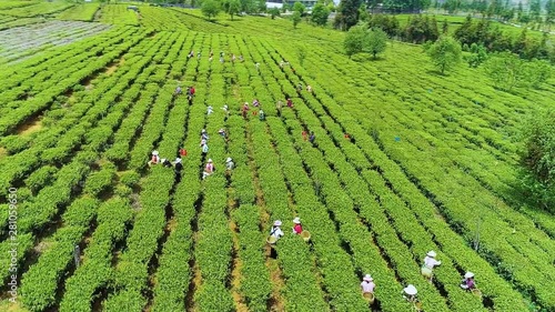 MOCCHAU, VIETNAM: People pick tea in Mocchau, Vietnam. Mocchau is a highland belong to Sonla province. (aerial photography) photo