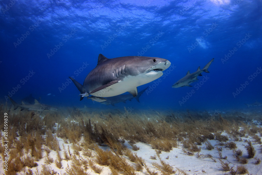 Fototapeta premium Tiger Shark of Tiger Beach