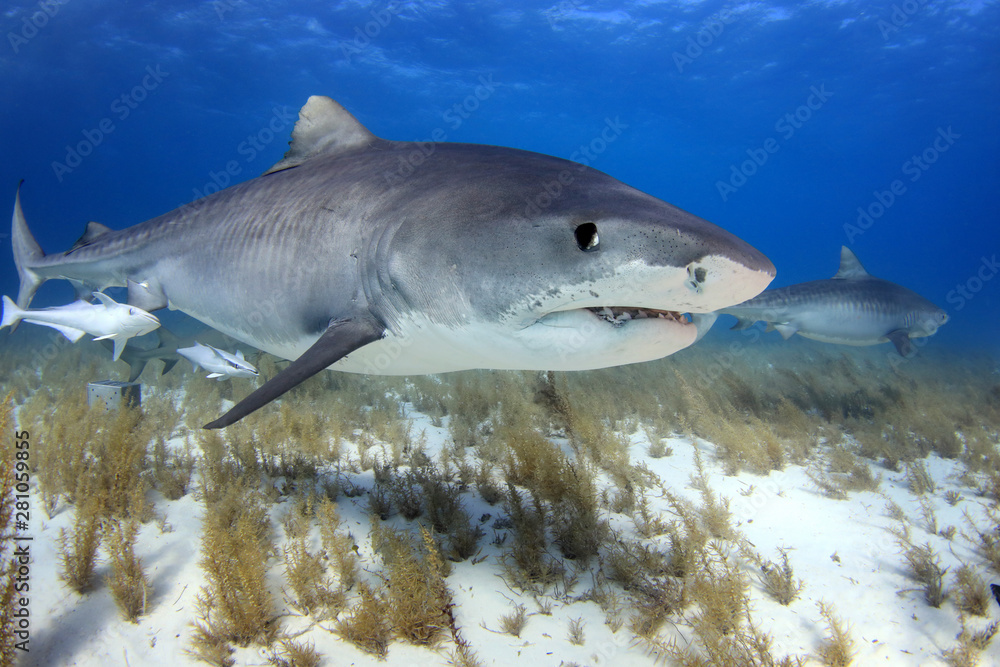 Naklejka premium Tiger Shark of Tiger Beach