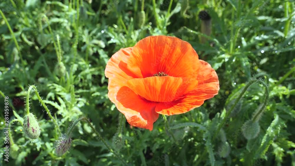 Summer poppy flowers on green field Summer poppy flowers on green field