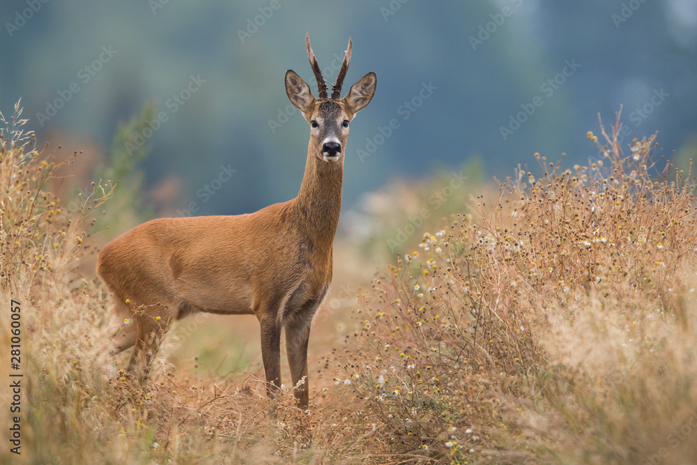 Roebuck - buck (Capreolus capreolus) Roe deer - goat Roebuck - buck (Capreolus capreolus) Roe deer - goat