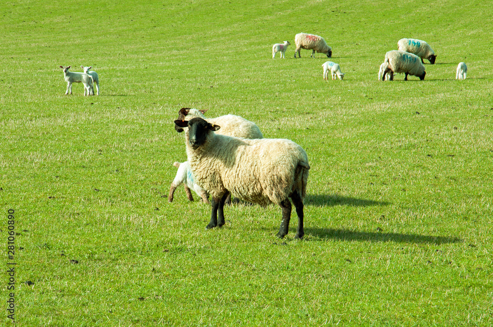 Fototapeta premium sheep in a field