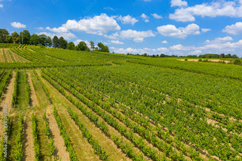 Blick in die Weinberge von Rauenthal/Deutschland im Rheingau von oben