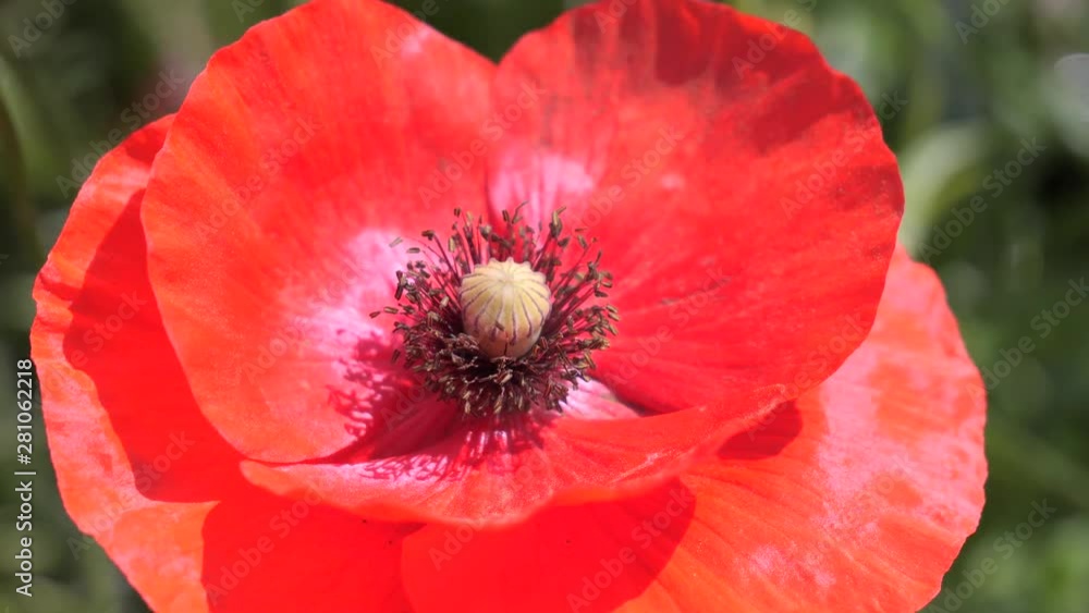 Red wild poppy flower in a field at sunrise Red wild poppy flower in a field at sunrise