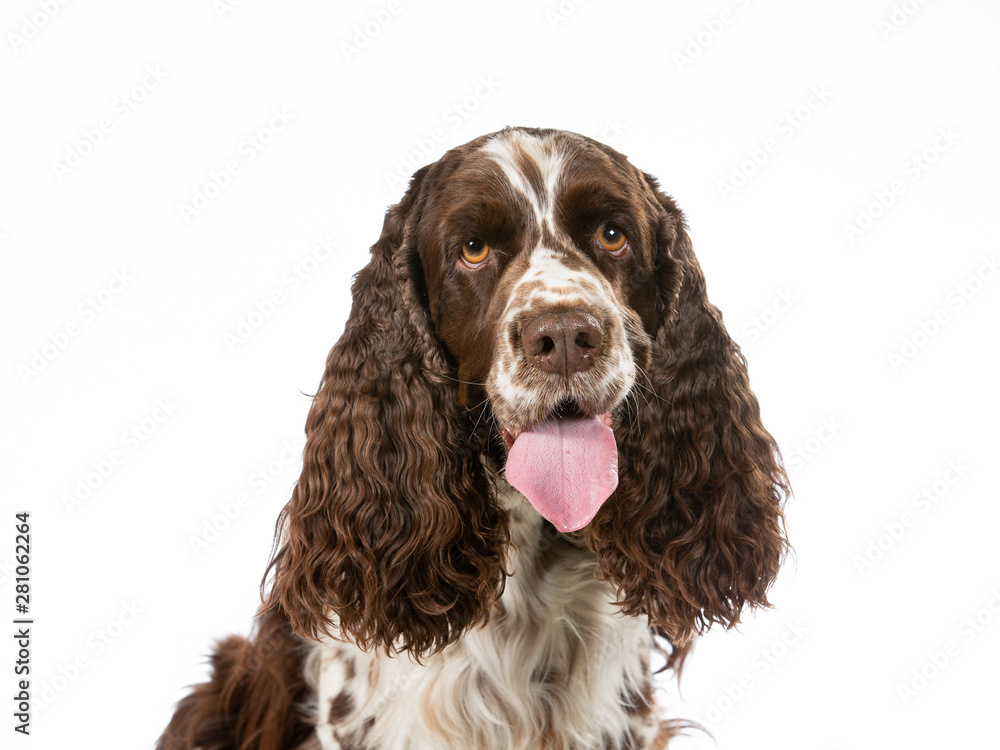 English Springer Spaniel dog portrait. Image taken in a studio with white background. Isolated on white.