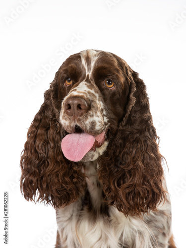 English Springer Spaniel dog portrait. Image taken in a studio with white background. Isolated on white. photo