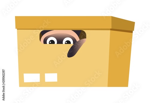 Cardboard box with Siamese cat hiding inside domestic animal or pet