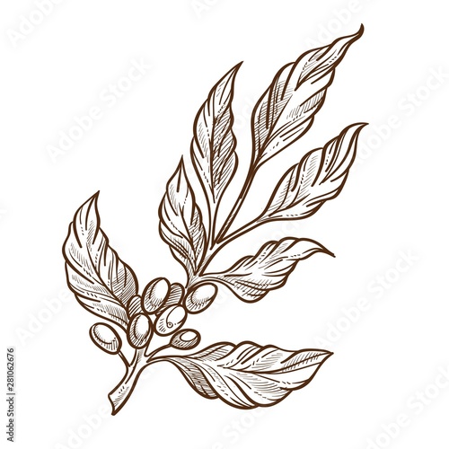 Raw coffee beans on branch isolated sketch grains or seeds