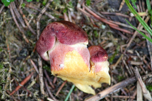 Tricholomopsis rutilans or Red-haired agaric. July, Belarus photo