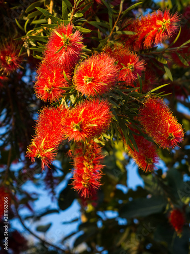 Plant of Callistemon with red bottlebrush flowers and flower buds against intense blue sky