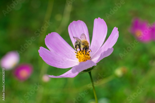 Big beautiful bumblebee on large flower with purple petals collects a nectar