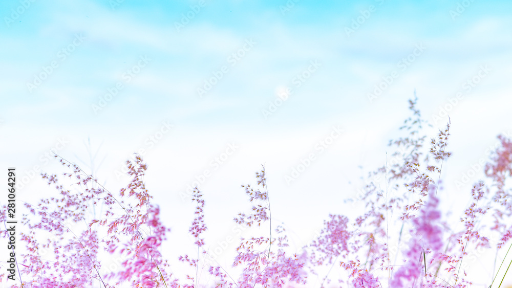 field of flowers with blue sky, pink flowers, field background, flowers background, blur photo
