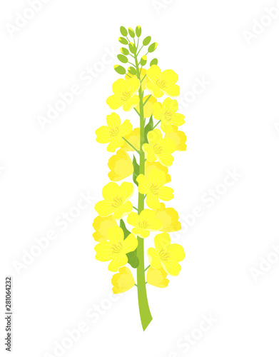 rapeseed flowers on white background